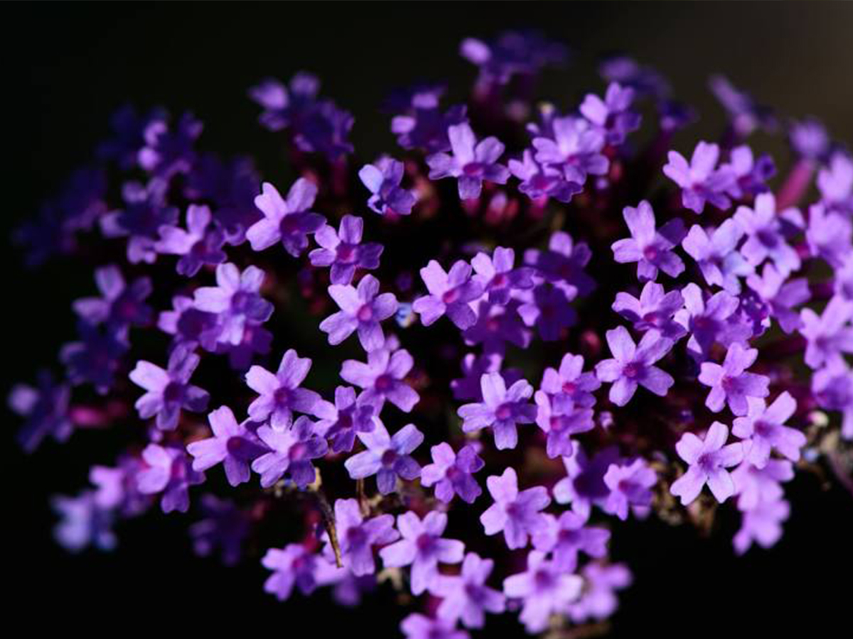 Garage Door Repair League City, TX Greater Greenspoint Garage Door